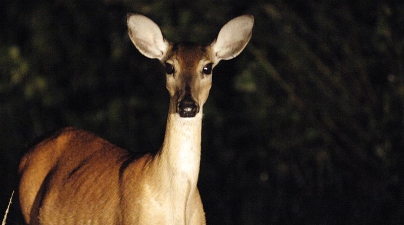 A policeman was killed, faced with a deer on the highway