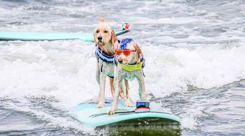 In California passed the championship on surfing among dogs …