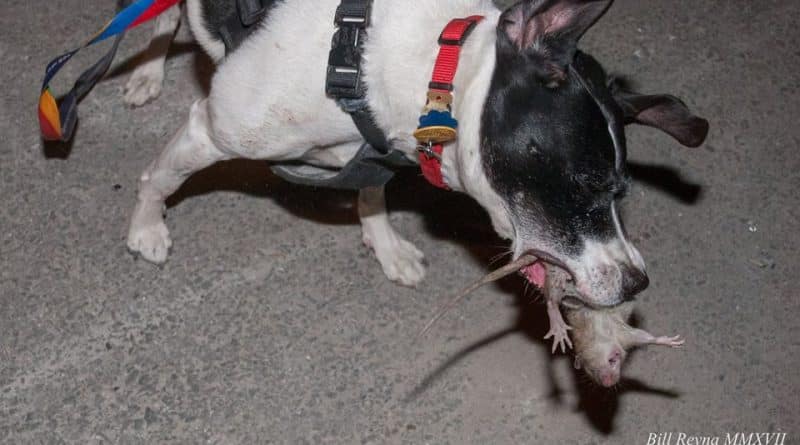 Dog-vigilantes catch rats on the streets of new York