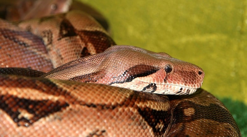 Family accidentally discovered that their attic years lived a huge boa constrictor