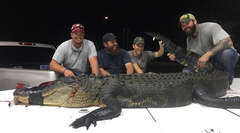 Hunters from Florida killed 375-pound alligator