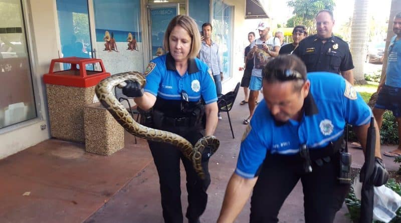 On a busy street Miami caught a big Python