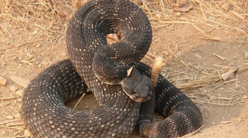 The man decided to fry a rattlesnake, and it bit him twice (photos)
