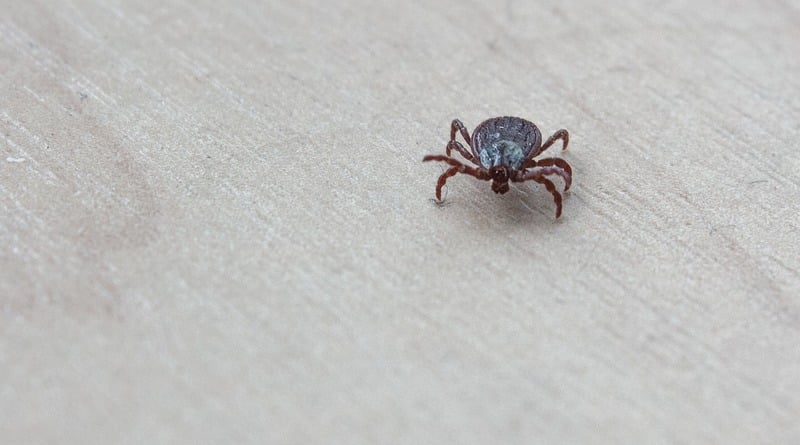 A resident of new York contracted meningitis from a tick