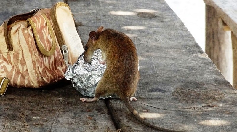 Bill de Blasio will allocate a rats a $750 000