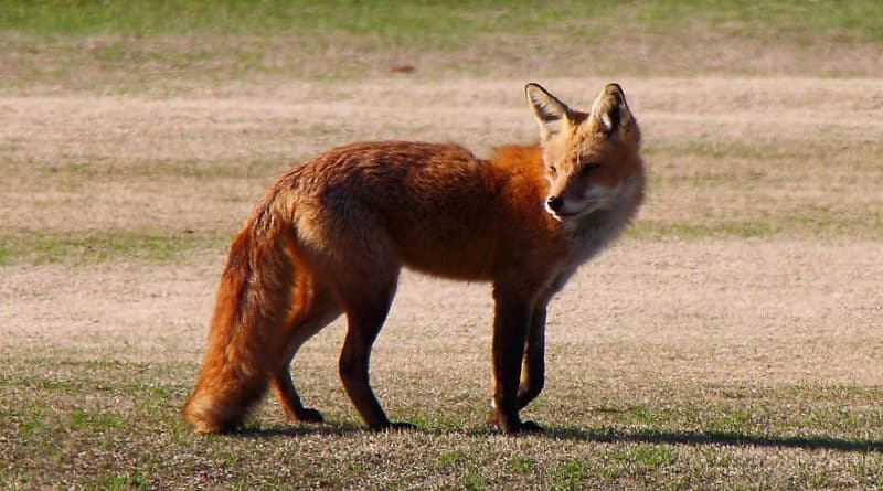 In South Florida rabid Fox bites two men