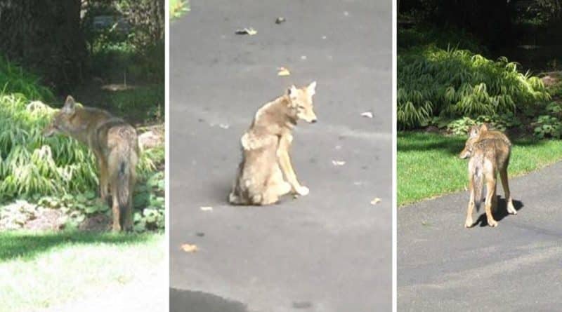 A pack of coyotes attacked a woman in new Jersey