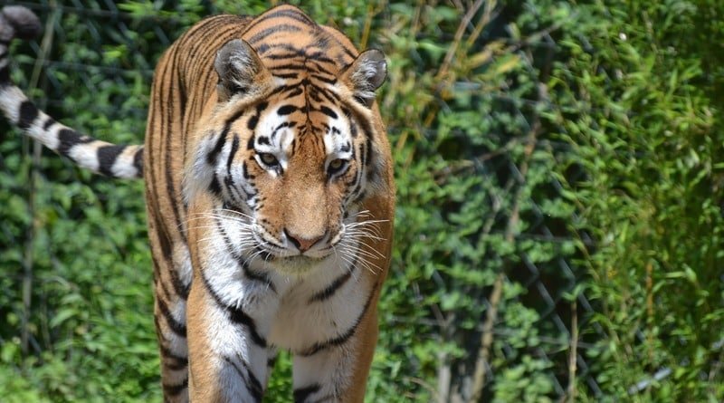 In Atlanta escaped Bengal tiger (photo)