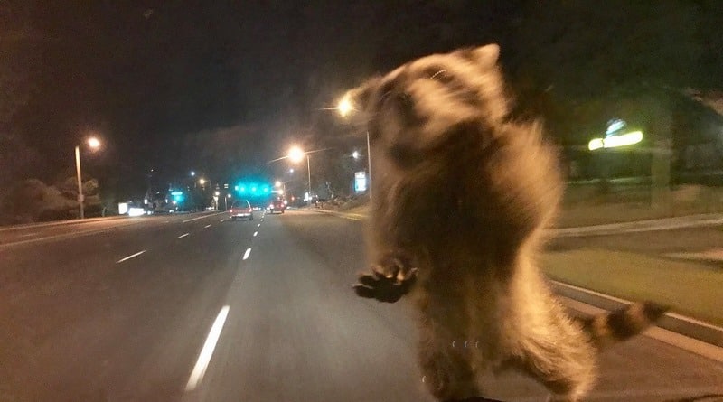 In Colorado, the raccoon tried to stop a police car (photos)