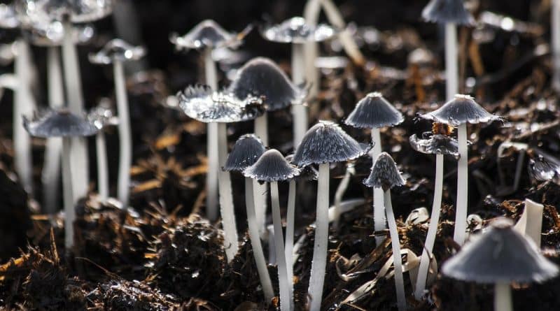 Magic mushrooms can help to cope with stress