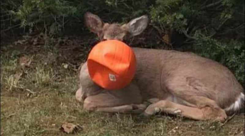 In Ohio a curious deer stuck in Halloween pumpkin