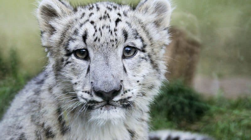 Baby snow leopard was shown to the public (video)