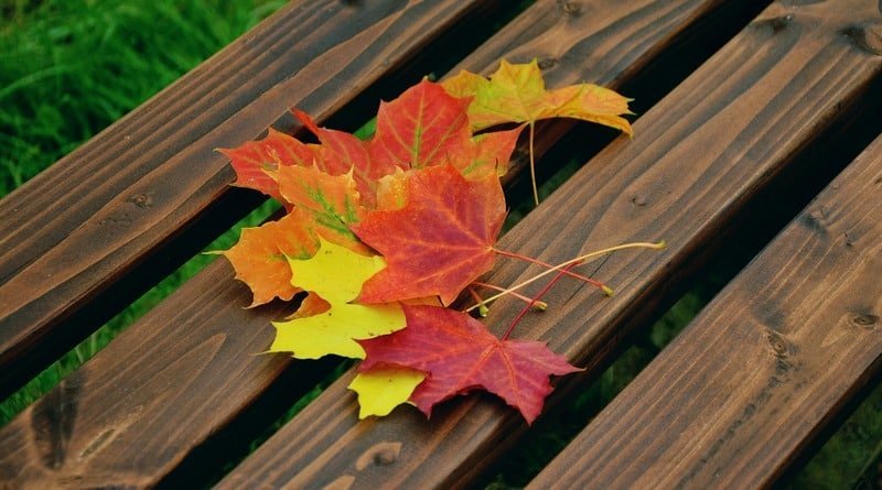 The Massachusetts company will pay $1 for every autumn leaf