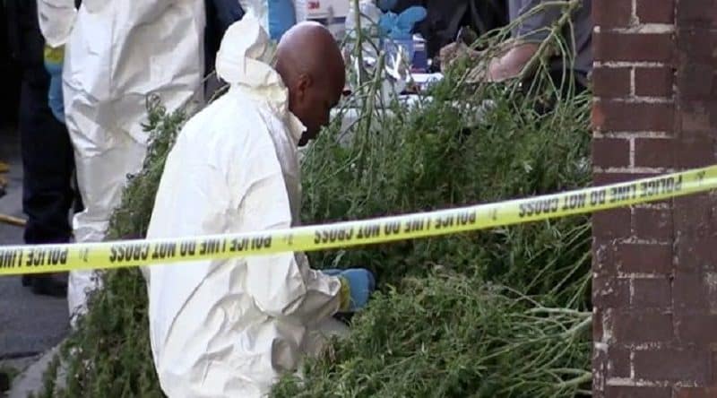 Police found a giant marijuana bushes in a residential building