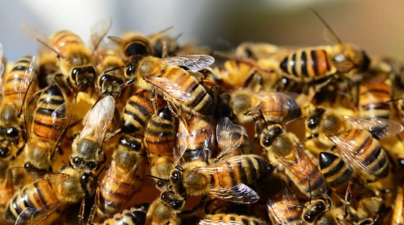 30,000 bees settled in a house in new Jersey