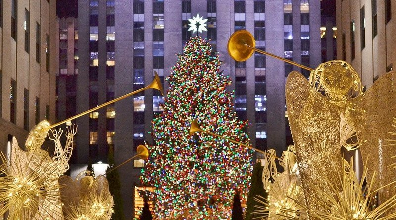 Selected Christmas tree, which will be installed at Rockefeller Center