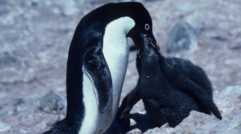 Chicks penguins starving in Antarctica