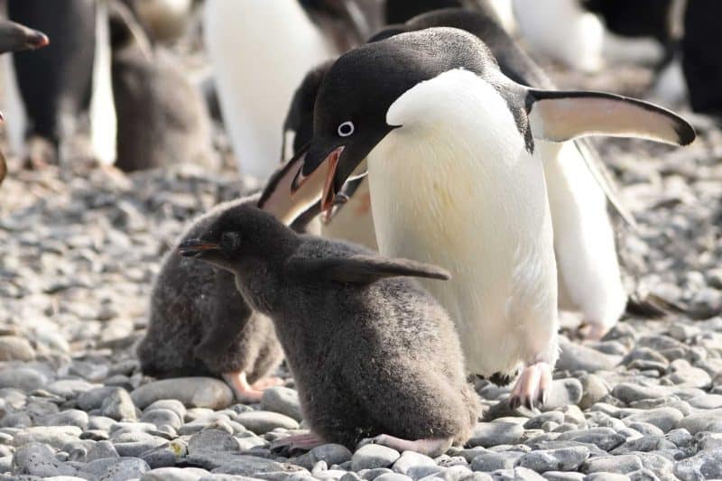 Chicks penguins starving in Antarctica