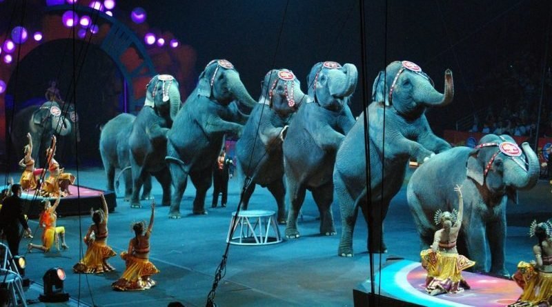 In circuses of the state of new York officially banned the exploitation of elephants