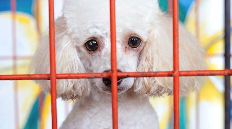 California has banned the sale of animals from «puppy factories»