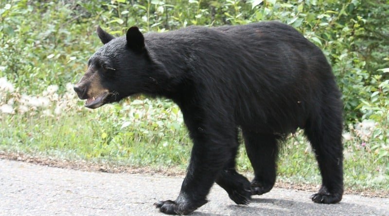 The SUV crashed into a bear on the highway: a man was killed and two children