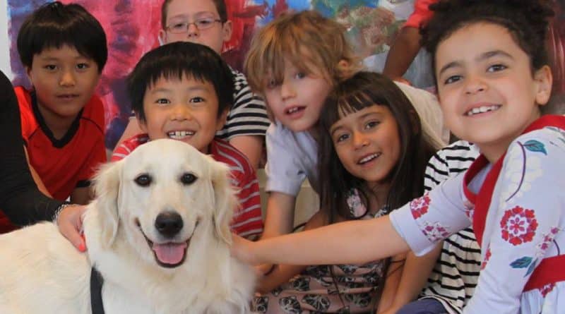 «Dog comfort» will help new York students to cope with the load