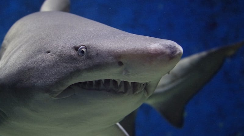 A shark attacked a man near a San Francisco
