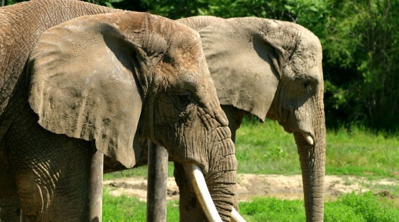 Trump administration approved the importation of elephant tusks as trophies