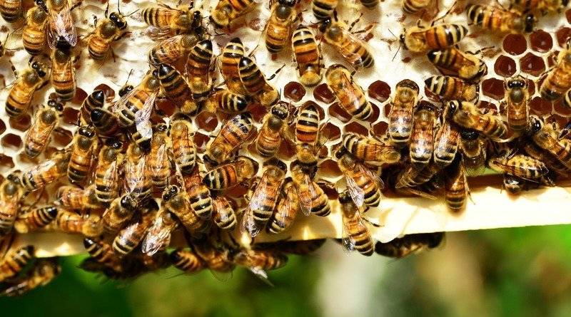 Pregnant, staged a photo shoot with a swarm of bees on her belly, gave birth to a dead child