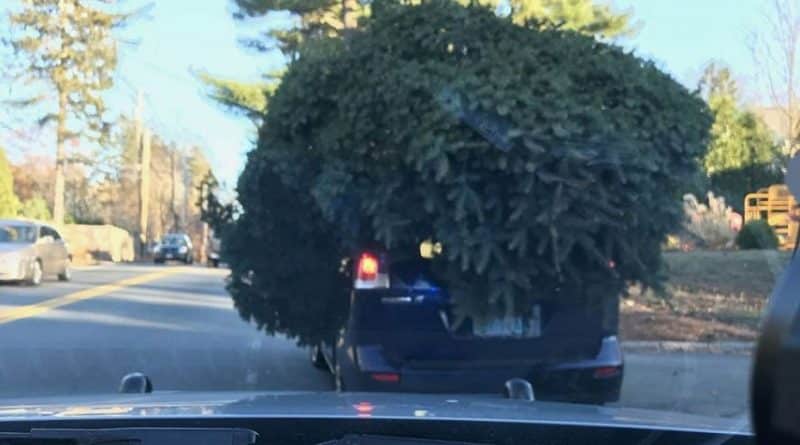 Police stopped a car which «disappeared» under the tree