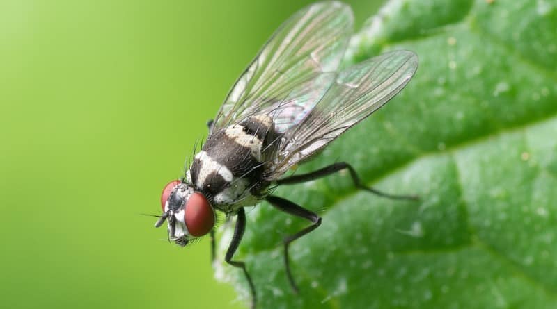 Flies carry a lot more diseases than previously thought