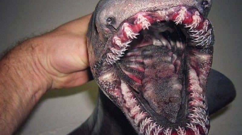 Caught a shark-«the demon» head of the snake and 300 teeth