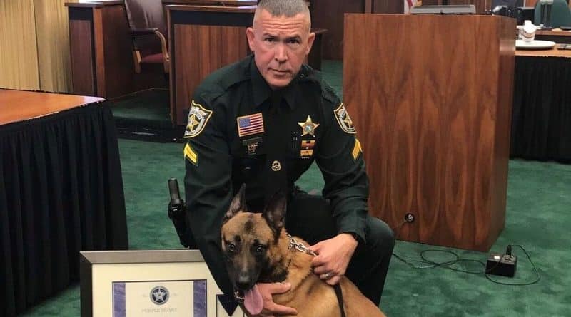 Florida service dog hero-covered police bullet