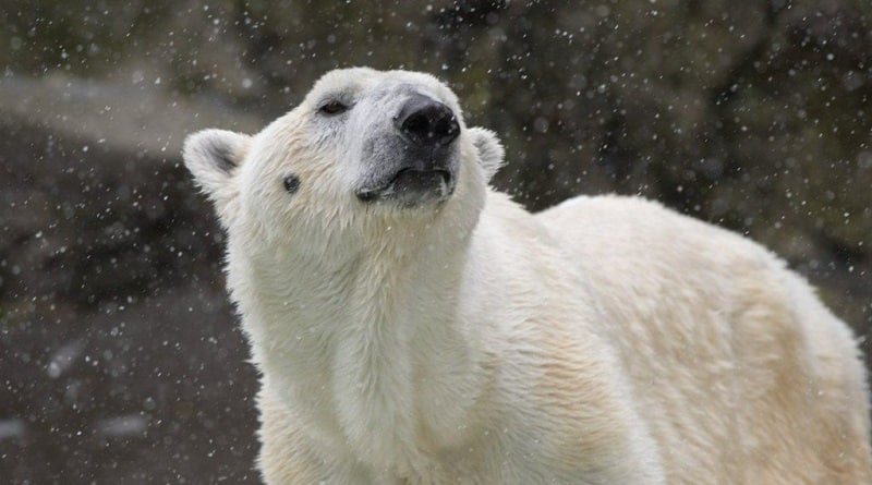 At the Bronx zoo died, the only white bear Tundra