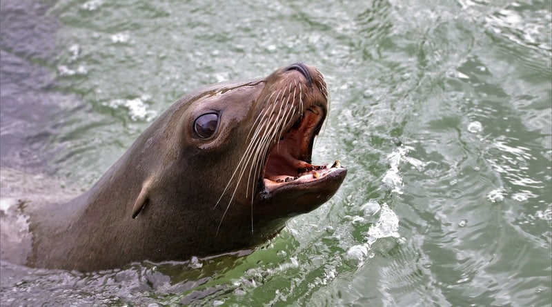 A sea lion attacked a man who was swimming in the Bay of San Francisco