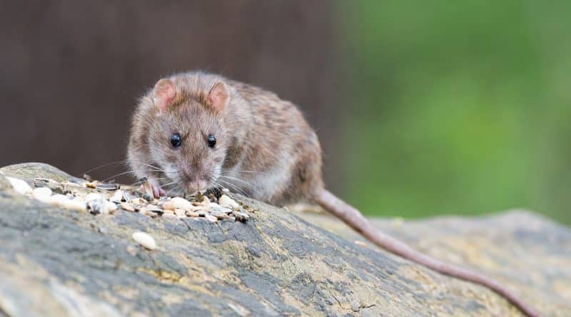 Study | Not all the rats in new York are the same