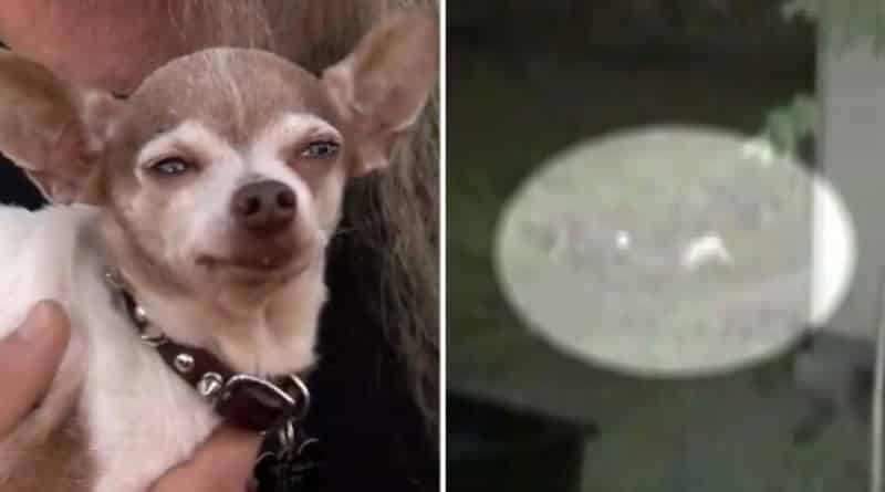 Toothless elderly Chihuahua came into the fight with a coyote and chased it away