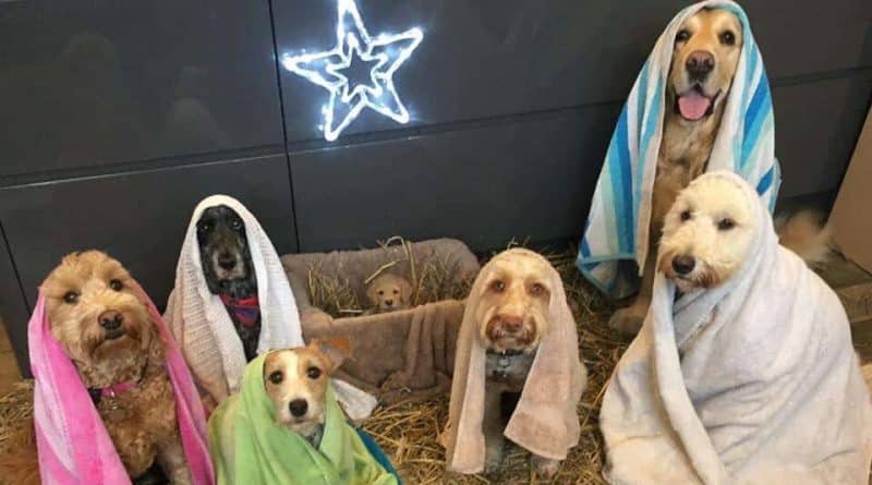 A woman recreated the scene of Christ’s birth with dogs