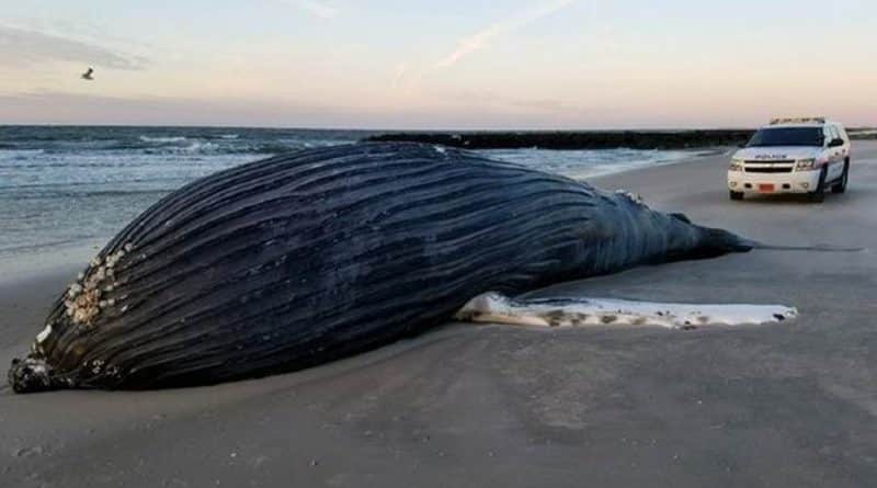The corpse of a whale washed ashore on long island