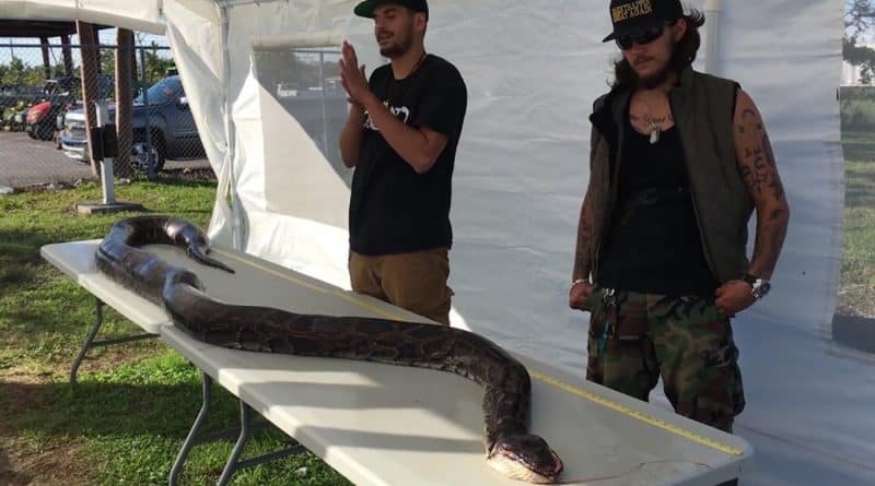 South Florida Python caught record size (video)