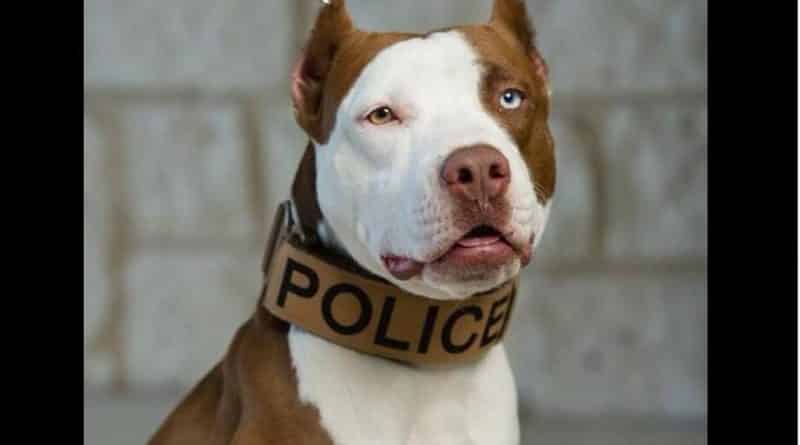 In Kansas the police received the first pit bull