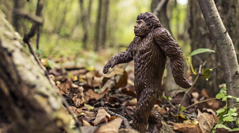 The legend of Bigfoot: from the beast to rare bears