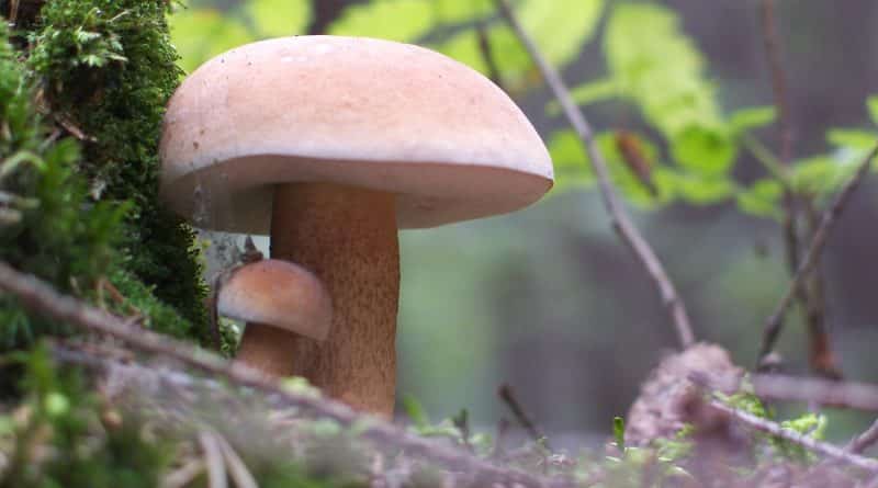 Trace of Chernobyl in France detained a shipment of radioactive mushrooms from Belarus