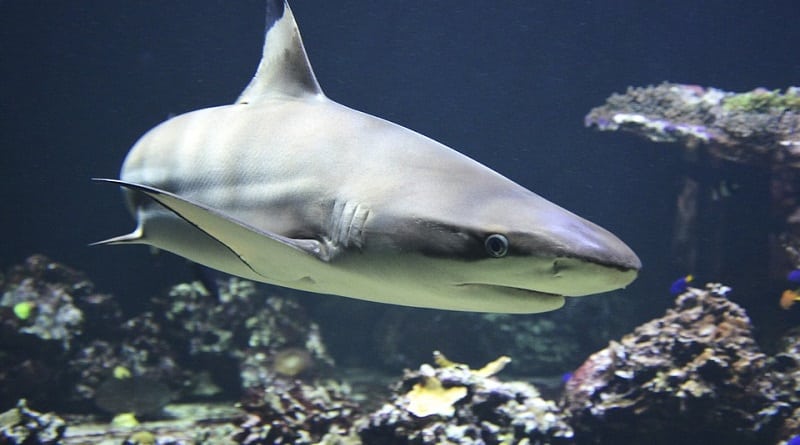 Three Florida residents arrested for cruelty to sharks (video)