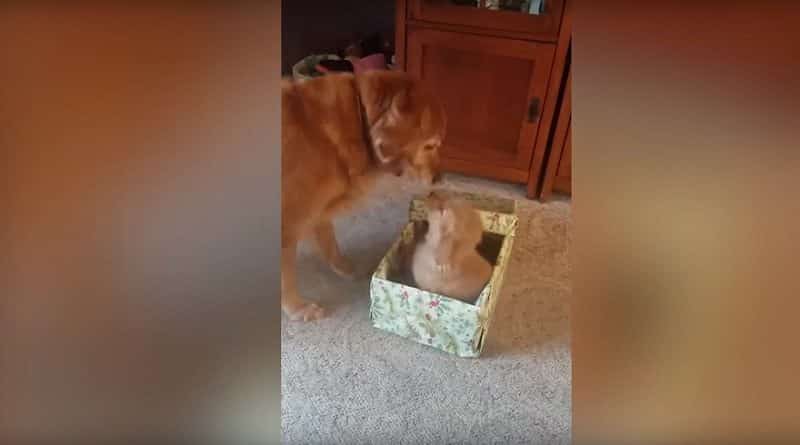 After the death of four-legged friend Retriever received a gift for Christmas puppy