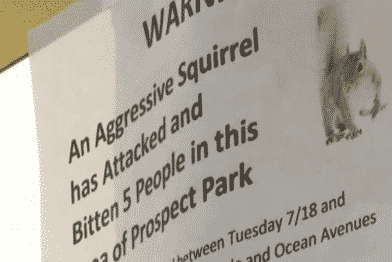 New York police attacked the squirrel: video