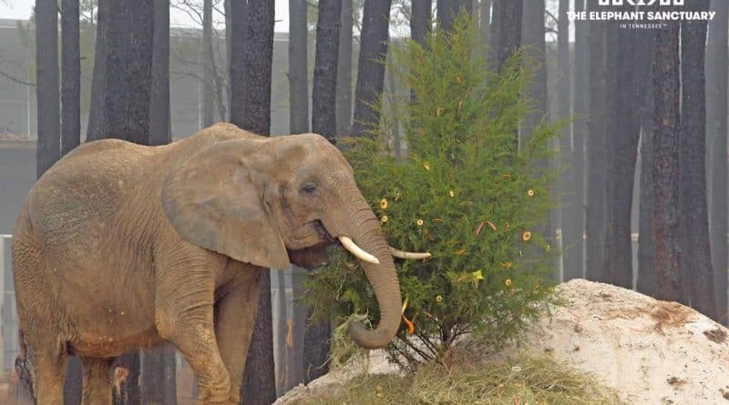 New Jersey becomes first state to ban elephants in circus