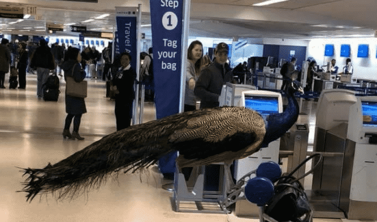 The woman was not allowed to Board the plane United Airlines with peacock Comforter