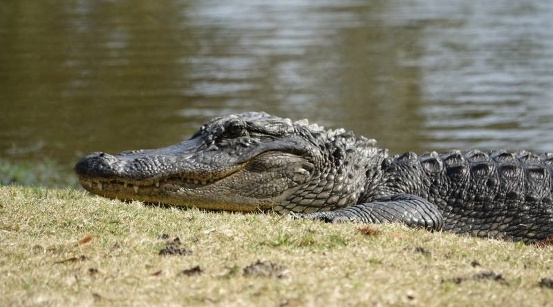 Alligators can survive in frozen water of North Carolina, sticking the nostrils to the surface