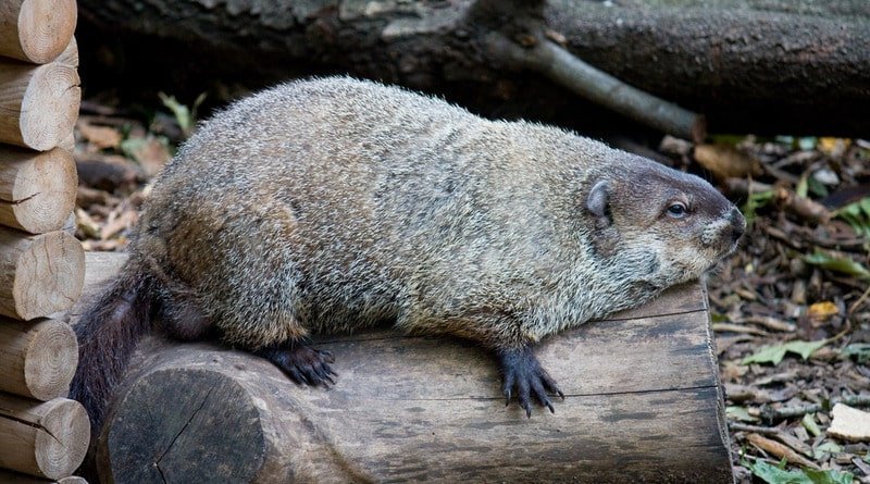 Chuck the Groundhog predicted new York city, early spring